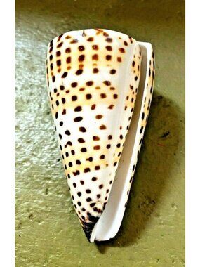 Conus Litteratus, Lettered cone 82.16mm Shell Linnaeus,